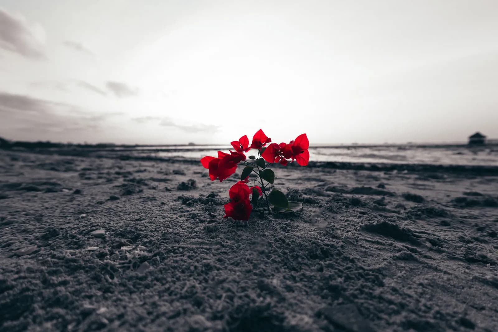 Vibrant red bougainvillea flower growing alone on a dark sandy beach at sunset