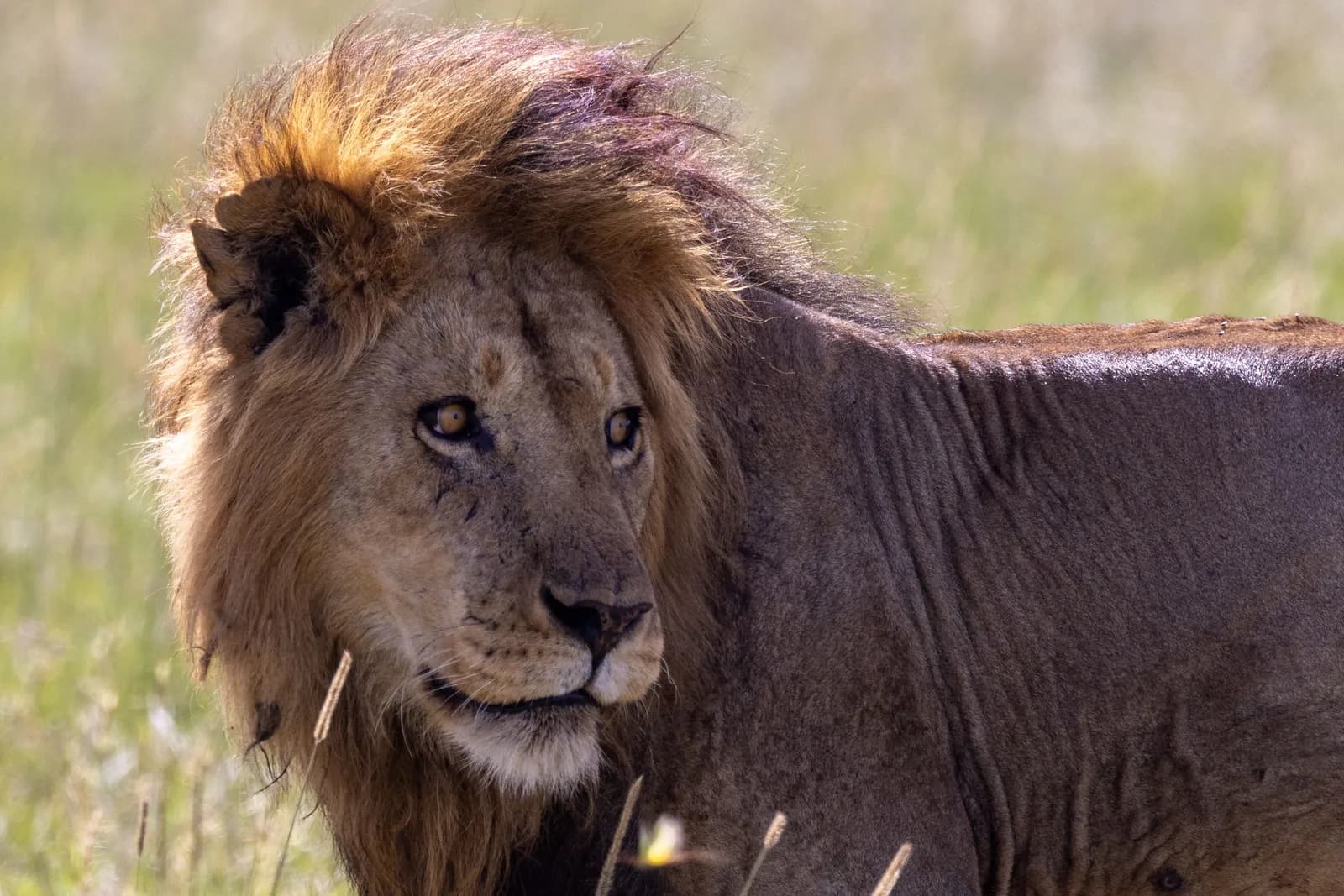 Majestic male lion with thick mane standing in the african savanna grasslands during the daytime