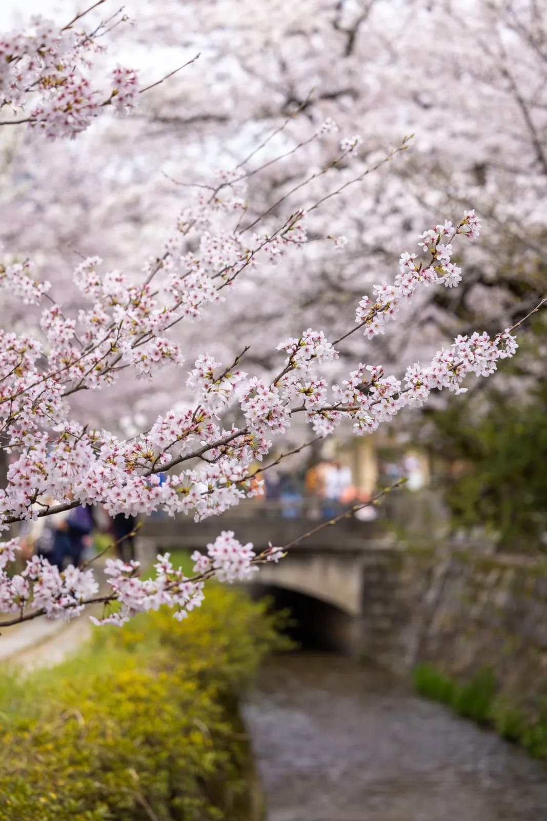 Cherry blossoms blooming over a small stone bridge and flowing stream in spring season