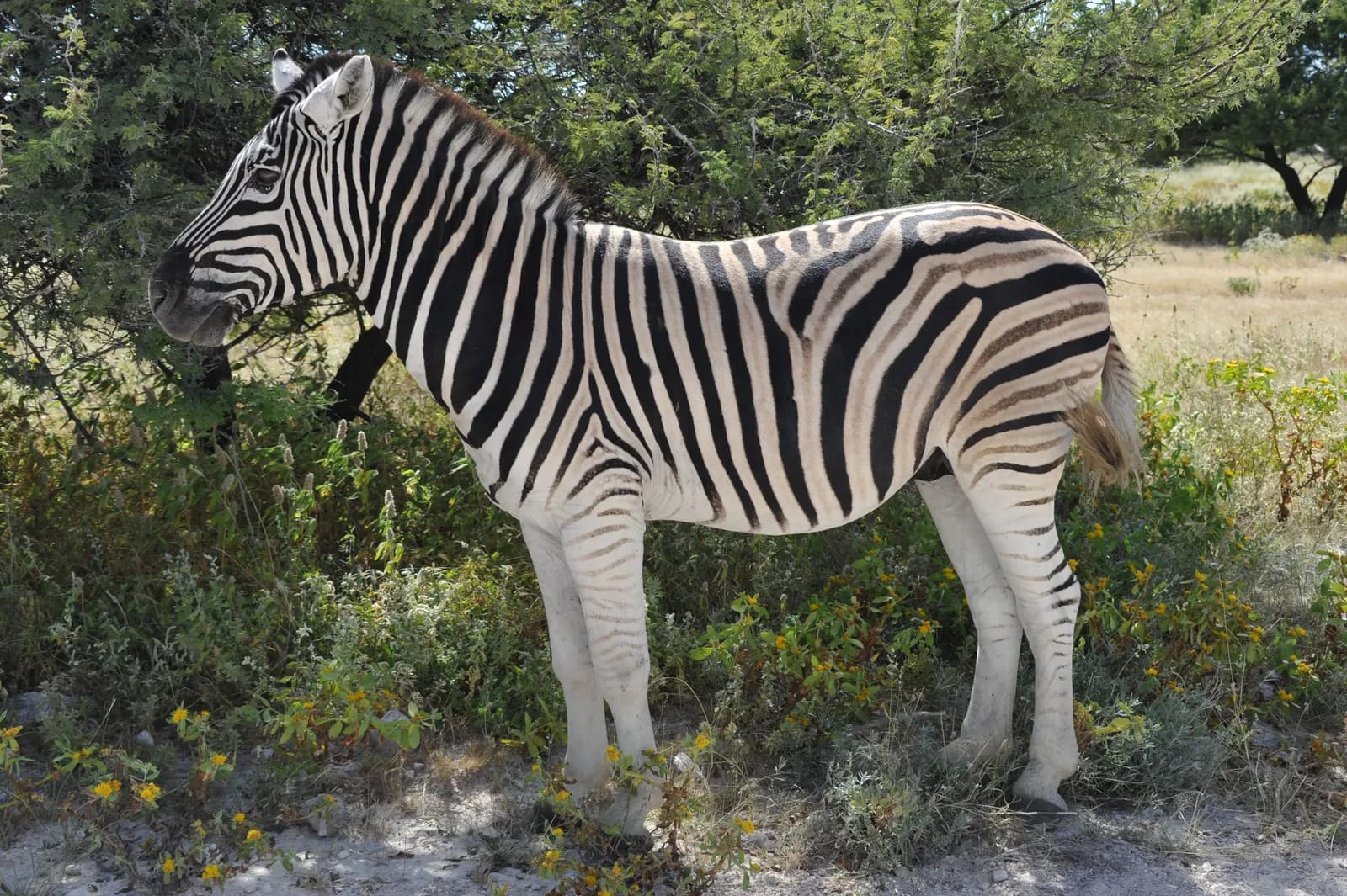 Wild plains zebra standing in the african savanna during a sunny day in the natural habitat