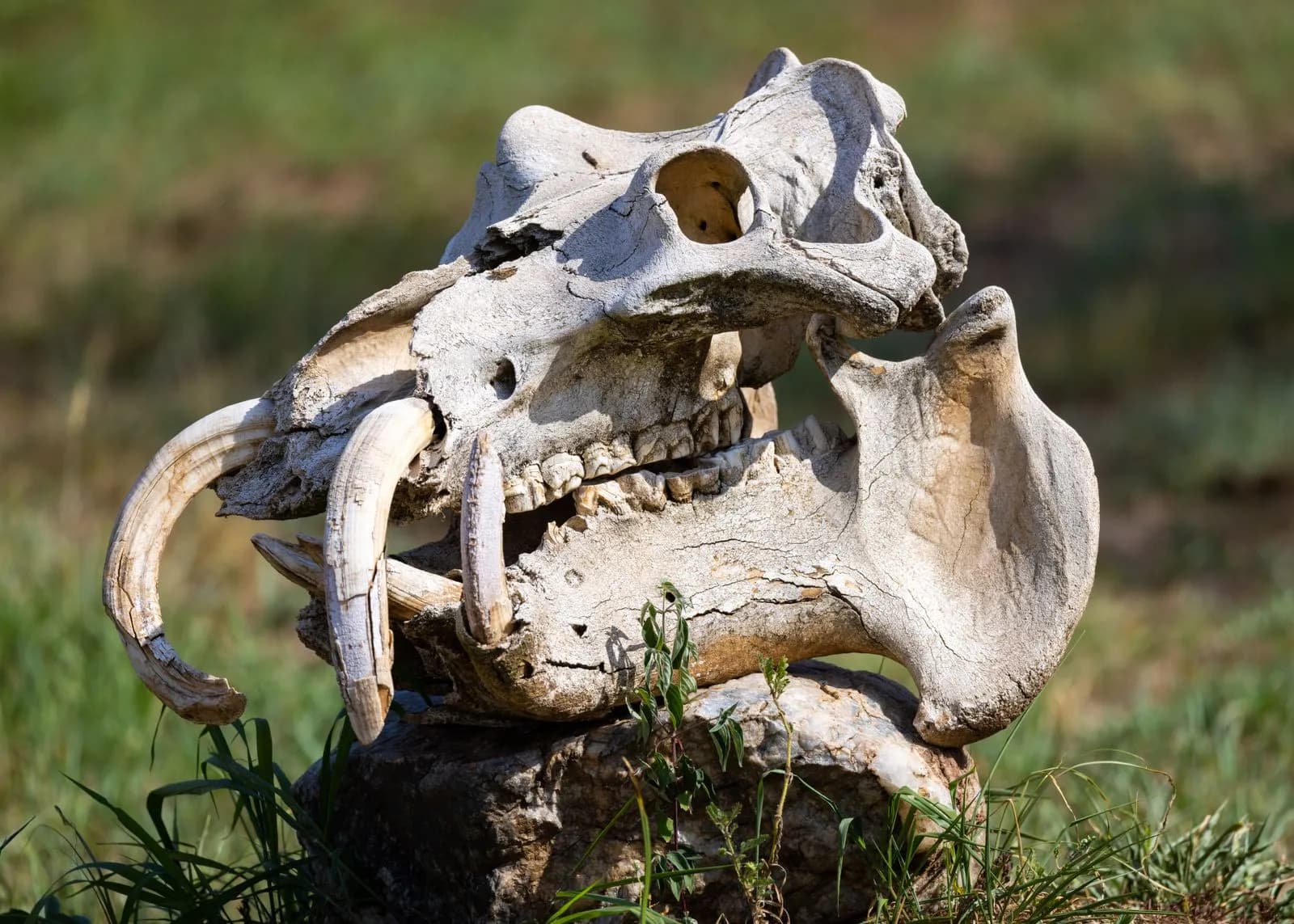Bleached hippopotamus skull with large tusks resting on a rock in a grassy savanna environment
