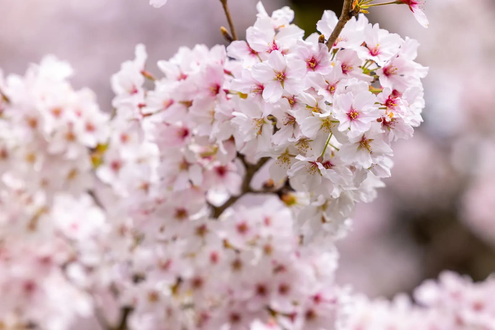 Cherry blossoms blooming in spring season with soft pink petals on tree branches