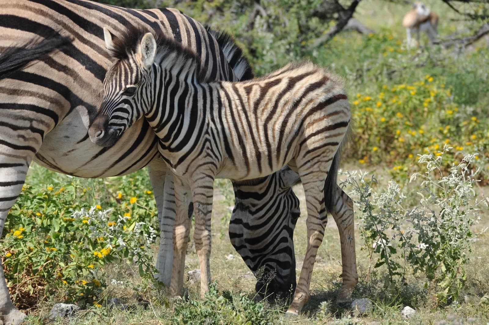 Young zebra foal standing next to its mother in the african savanna wilderness